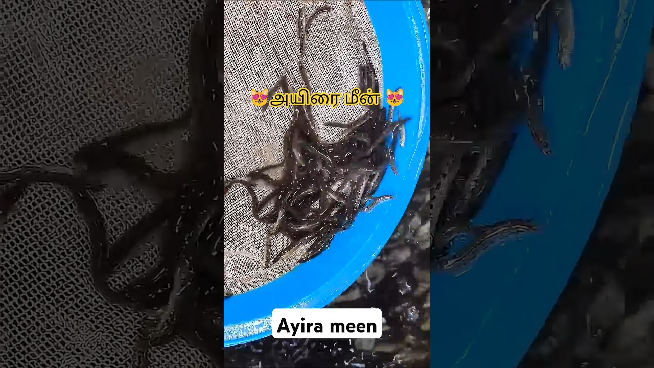 🐟