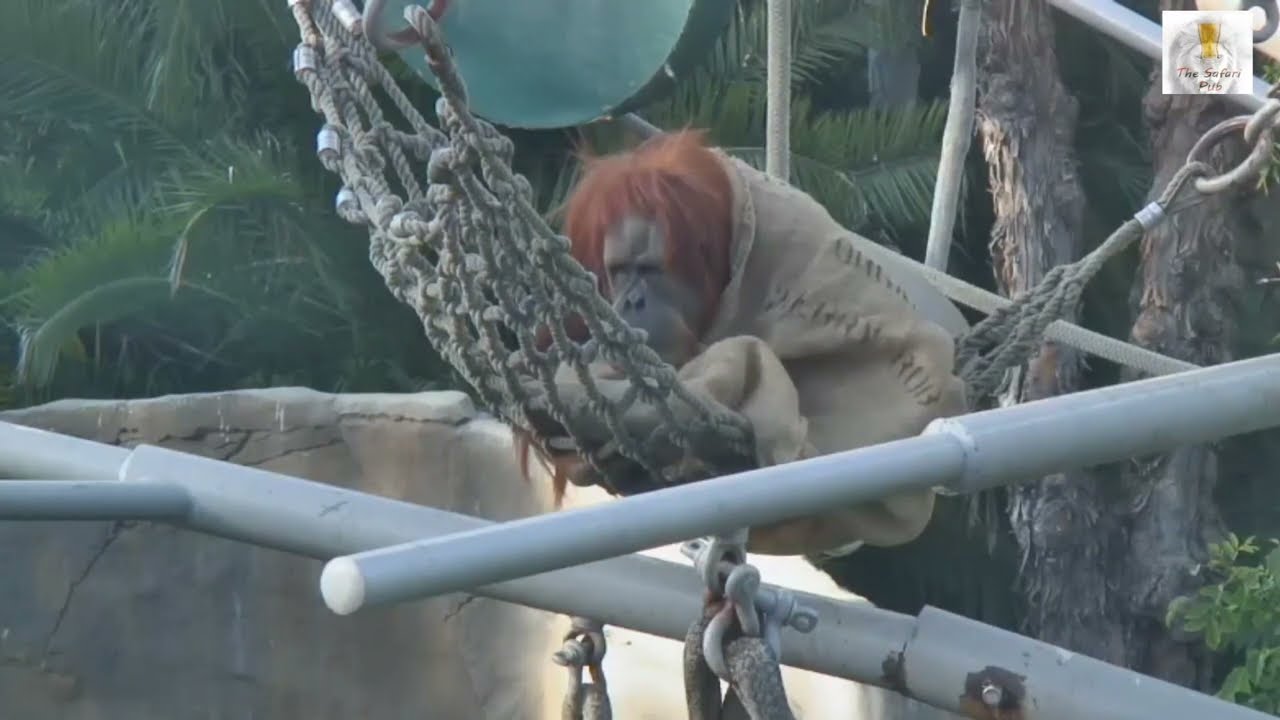 Got to Love Orangutans