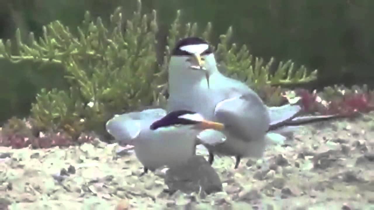True Facts about the Interior Least Tern