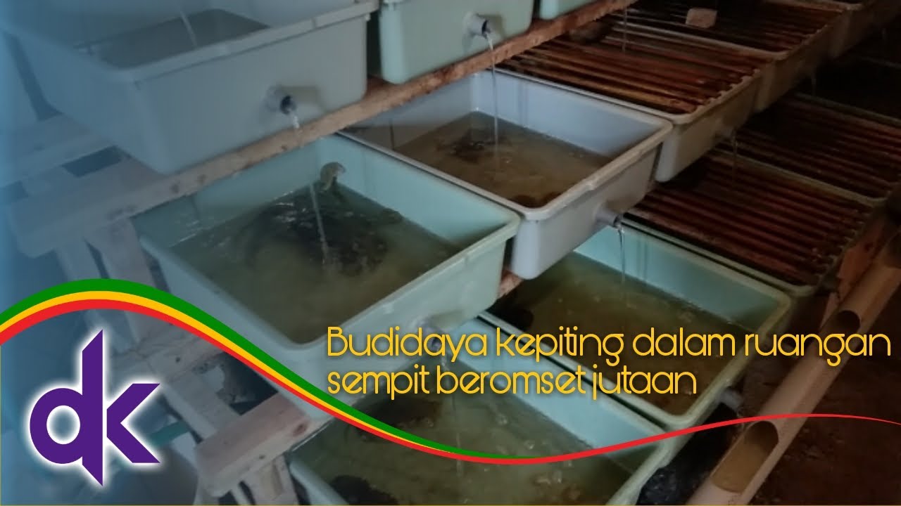 Budidaya Kepiting di Dalam Rumah, Solusi Ekonomi Era Pandemi