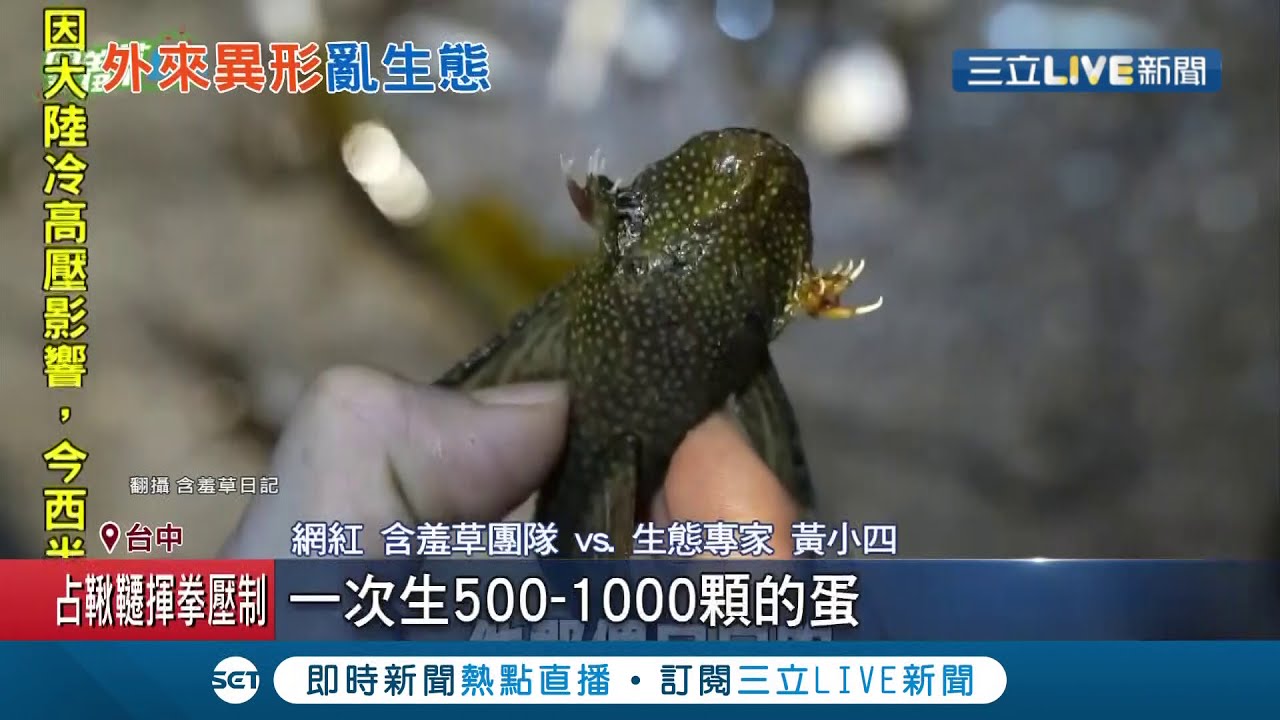 外來種造成生態浩劫！野外水溝驚見大批