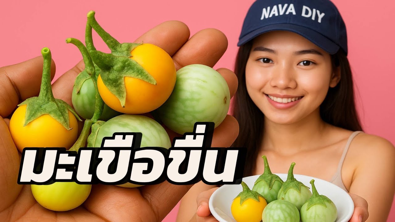มะเขือขื่น…ผักพื้นบ้านประโยชน์มากขนาดนี้! หลายคนคิดไม่ถึง | Nava DIY
