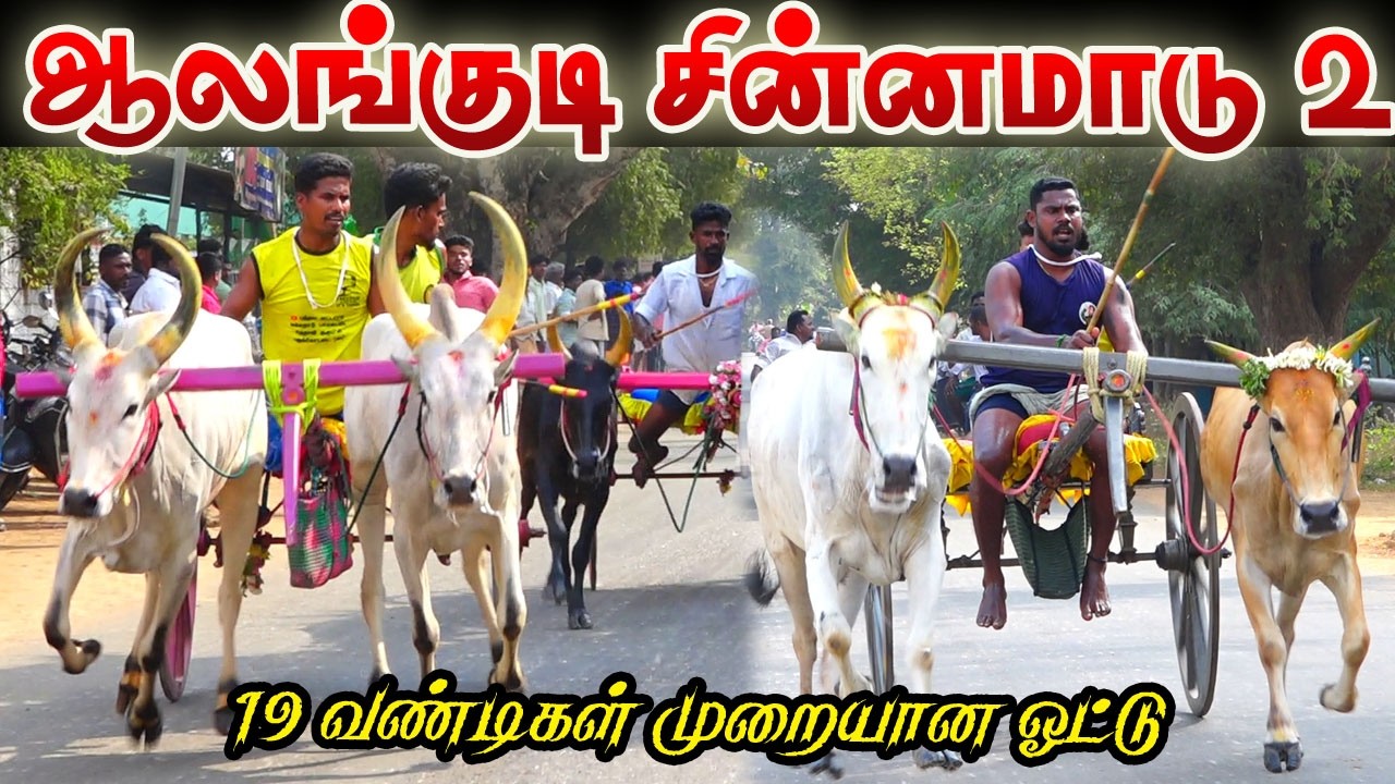 ஆலங்குடி சின்னமாடு 2 (08.03.2026) #krish_studio_kattumavadi   March 2026 ksk rekla race