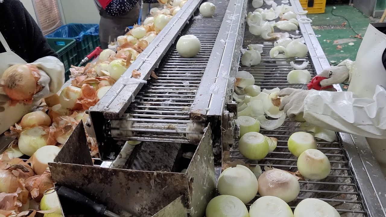 SNPSYSTEM - Onion  Peeler prototype / 양파 박피기 시제품 (청주/이삭푸드)