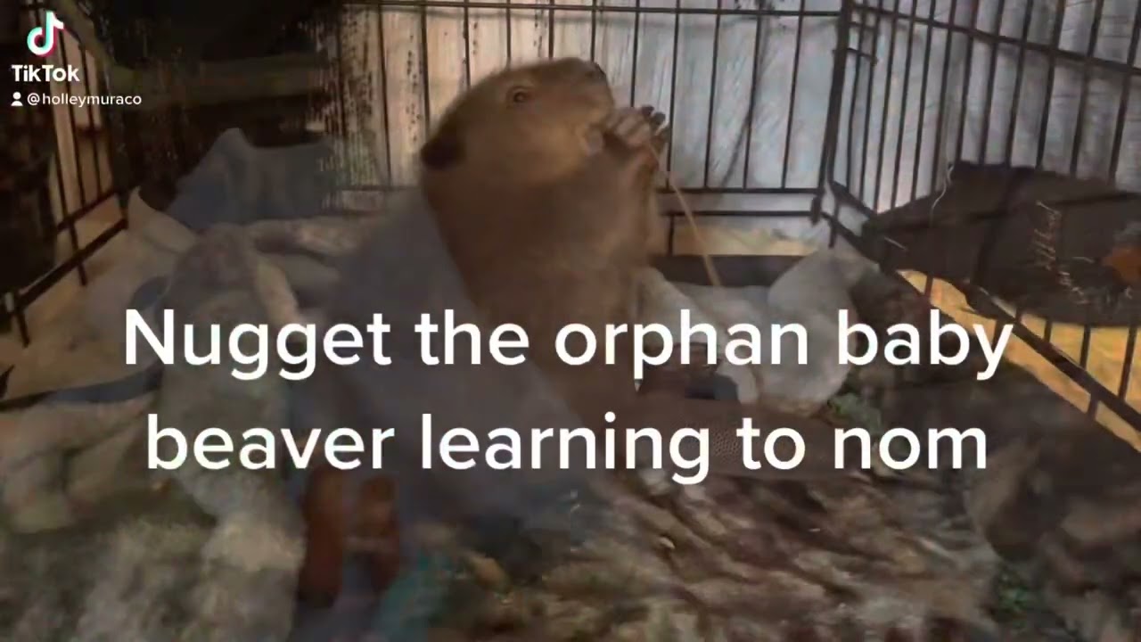Adorable baby rescue beaver compilation