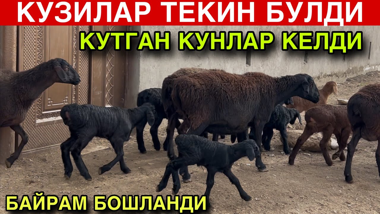 ХАММА ОЛСИН! ☎️+998 95 094 9996 ☎️+998 99 752 6447