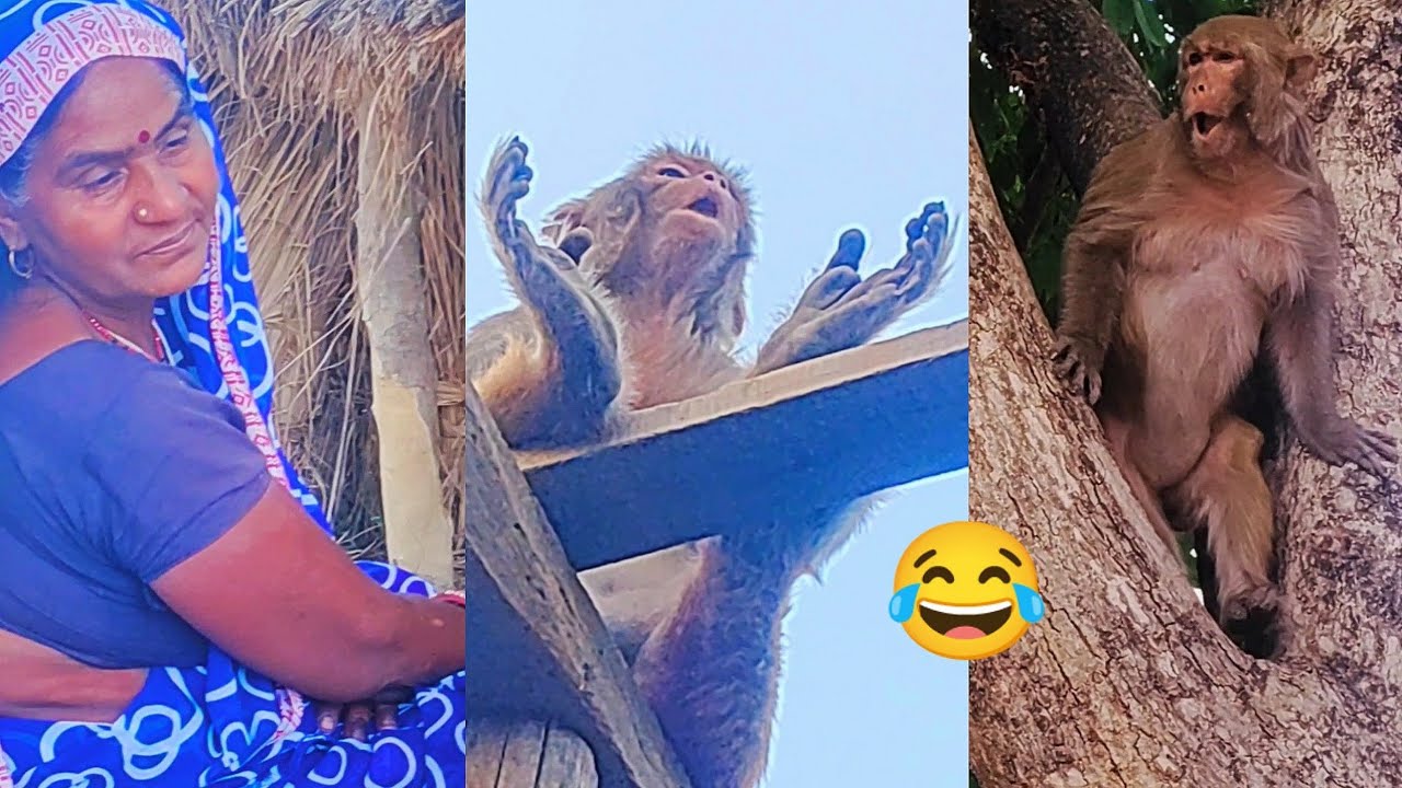 मंकी रानी की सभी वीडियो।। Monkey Rani all videos😂😂 ।।monkey  Rani honey Funny Ameging Video