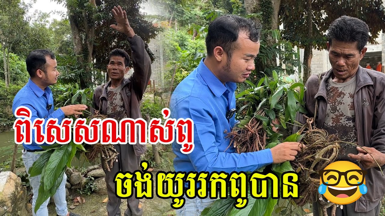 ក្របីឡើងក ធ្លាប់តែឮ ឥឡូវនេះបានស្គាល់ហើយ ប្រសិទ្ធភាពមិនធម្មតា