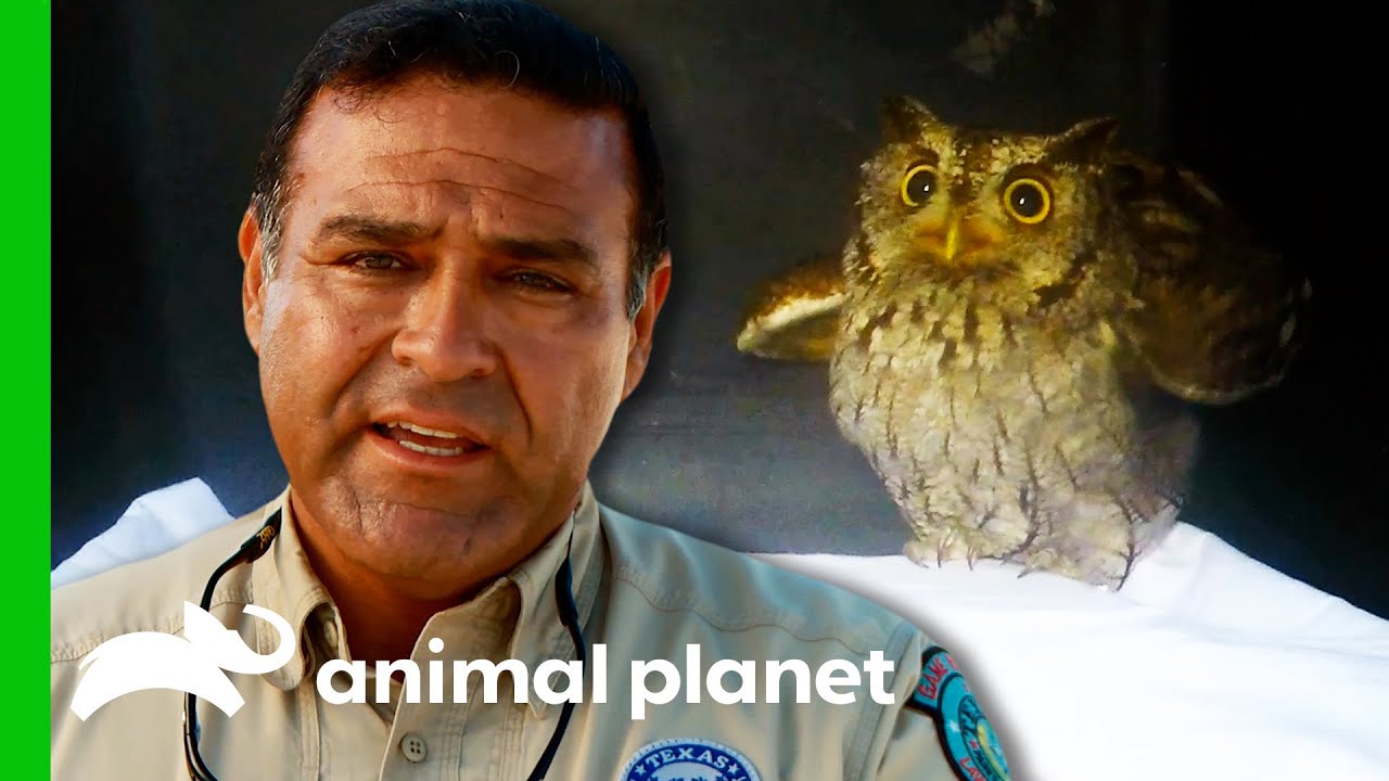 Owl That Swallowed A String Makes Full Recovery | Lone Star Law