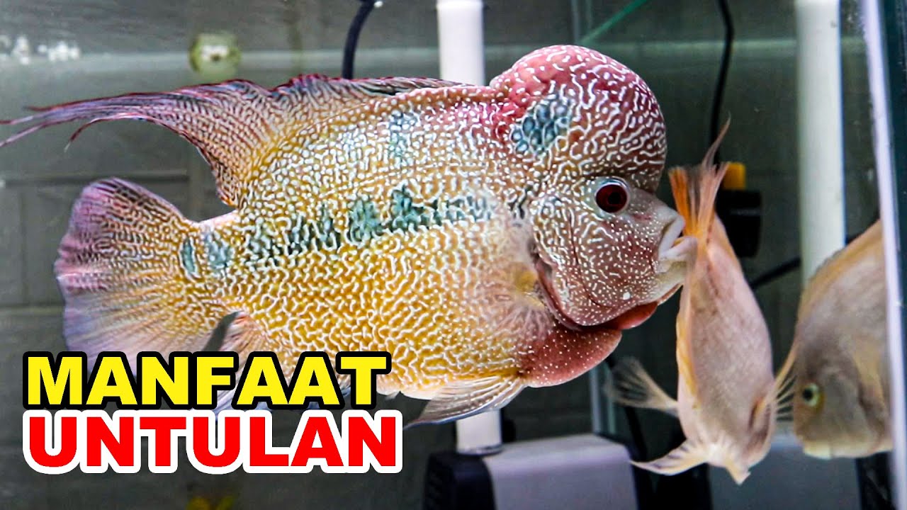 Fungsi Untulan Buat Ikan Louhan