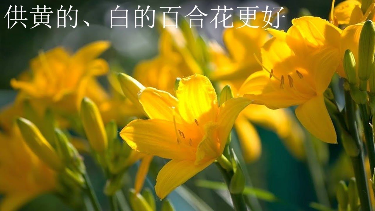 供菩萨哪种花更好；供花数量按枝算要双数（心灵法门）