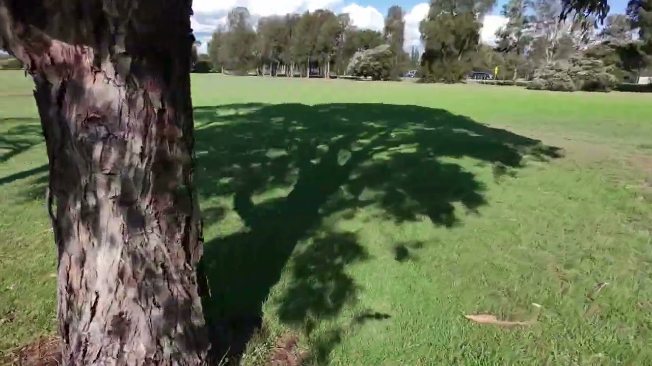 Edithvale Common Park manual tree zoomies 2026