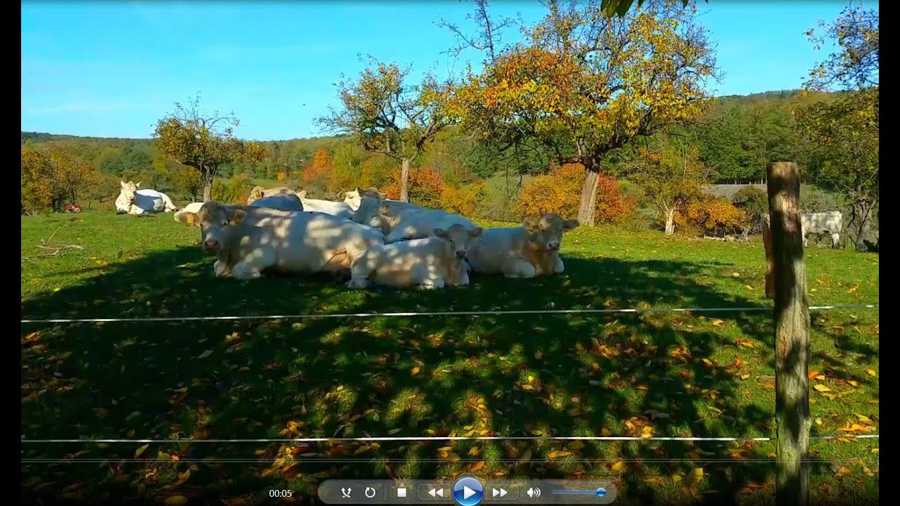 Buckow Charolais Rinder, Brechthaus, Camargue Pferdehof Wesendahl