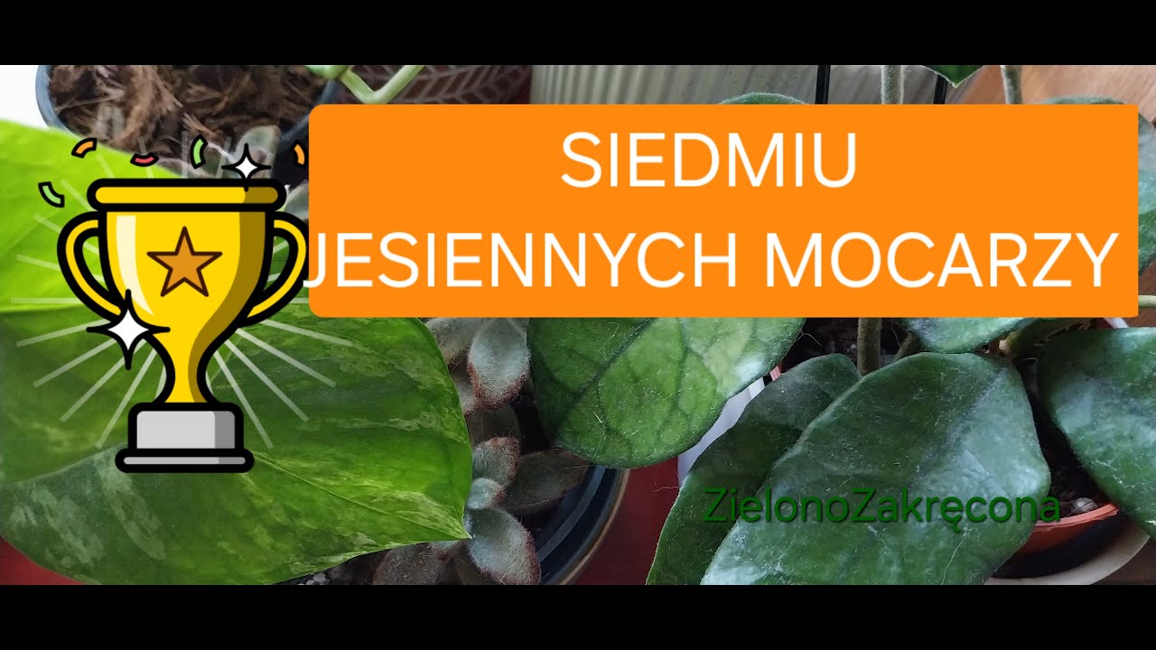 🏆💚SIEDMIU JESIENNYCH MOCARZY 2025 - ulubieńcy mijającej jesieni🍁, ogłoszenie Q&A🤗