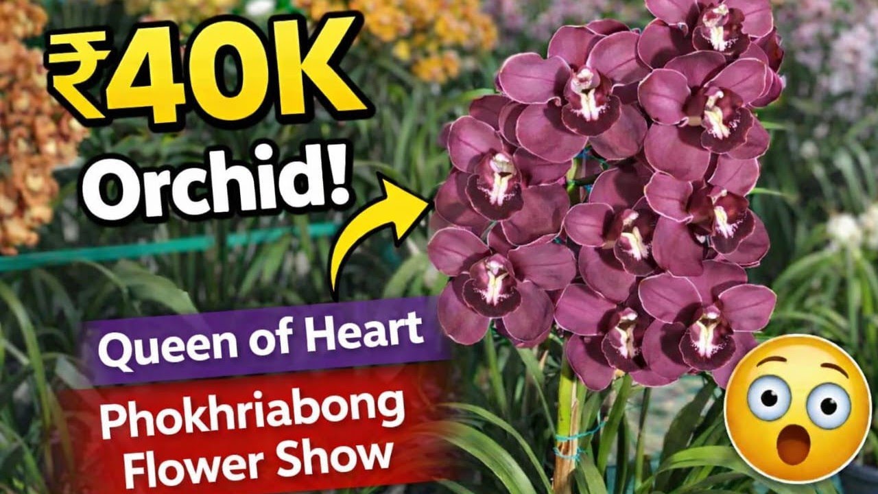 Cymbidium orchid flower show 2026 / pokhriabong / cymbidium 