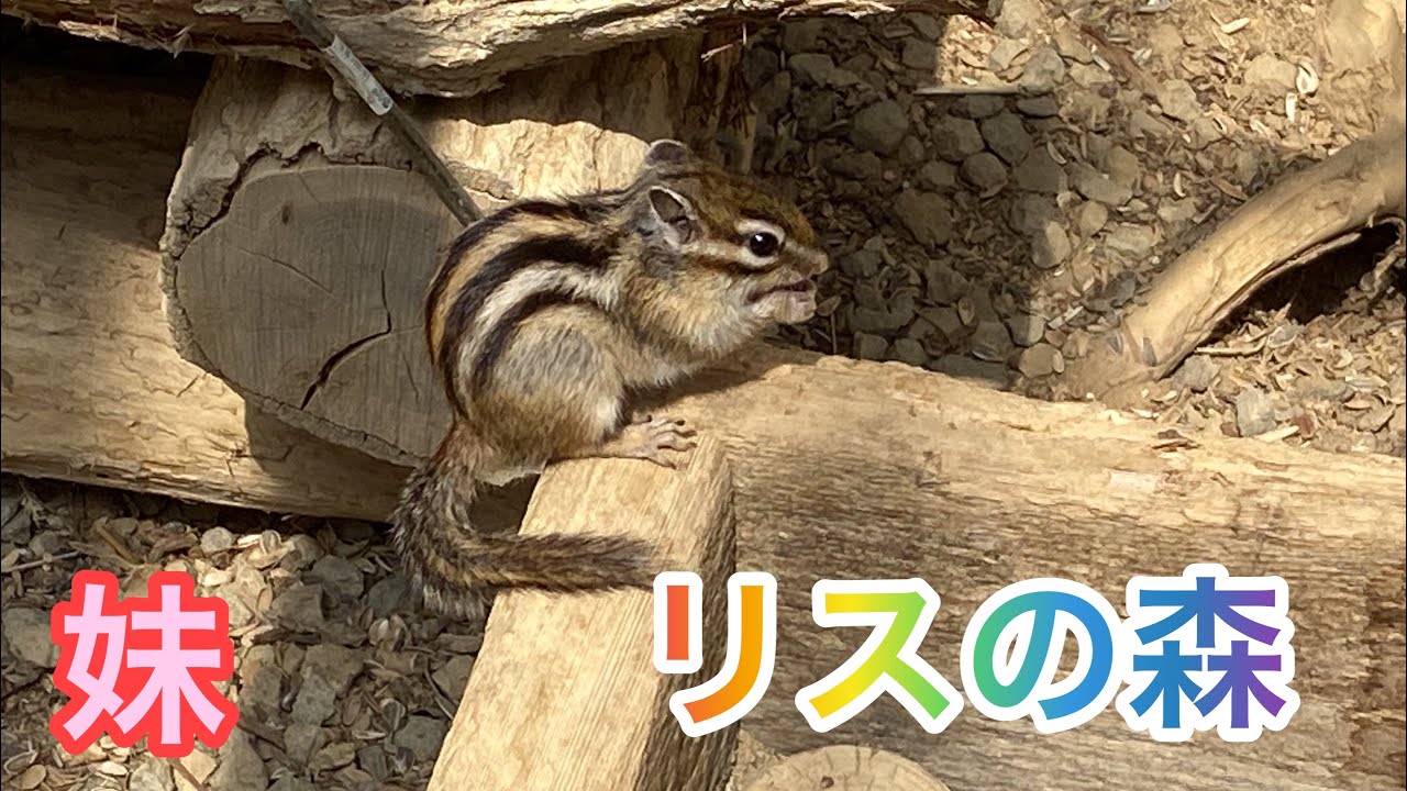 岐阜県　リスの森に行ってきました
