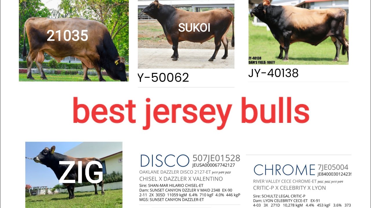TOP 6 JERSEY BULLS IN INDIA #topbreedanimals #jersey_cow #dairyfarm #bull #bullsemen