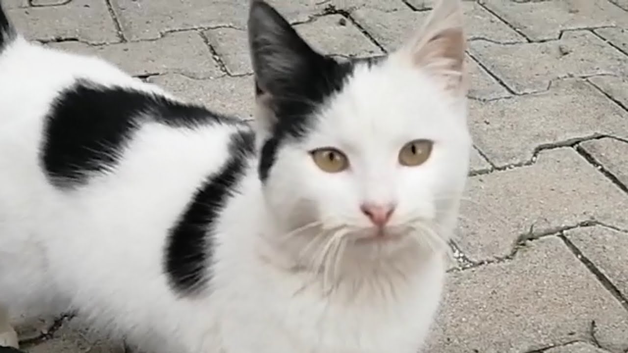 İllaki Sevilecek / Kedi videoları 