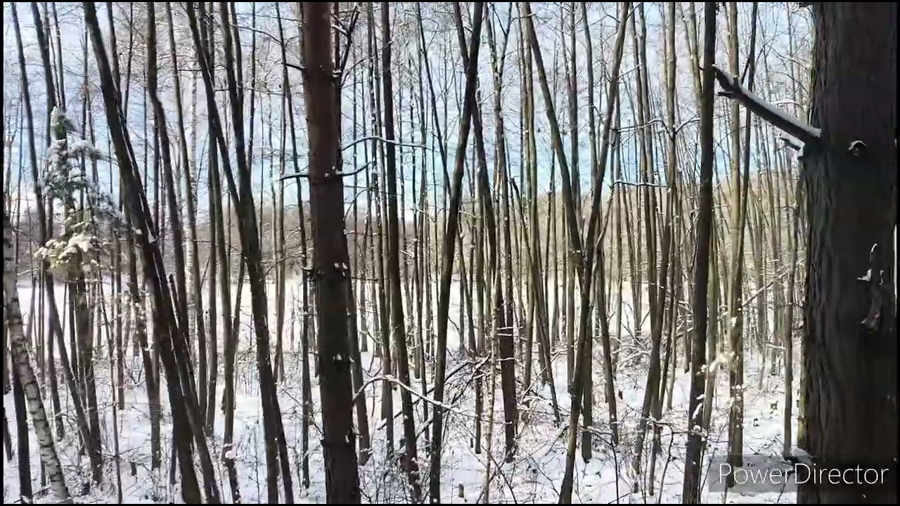 Липецкая_обл._Озеро_Ритц_16.02.25