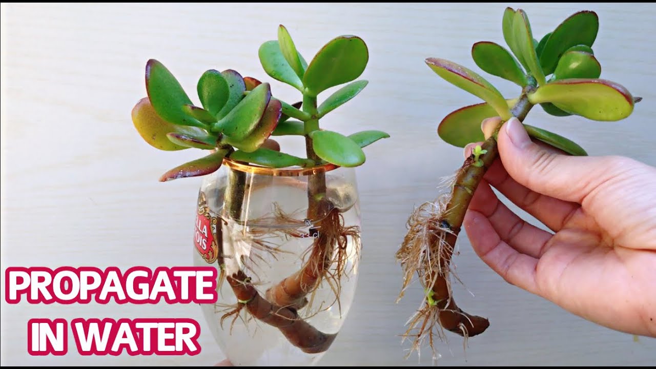 #263 PROPAGATE SUCCULENT IN WATER | PROPAGATION JADE PLANT | NHÂN GIỐNG SEN ĐÁ THẠCH BÍCH