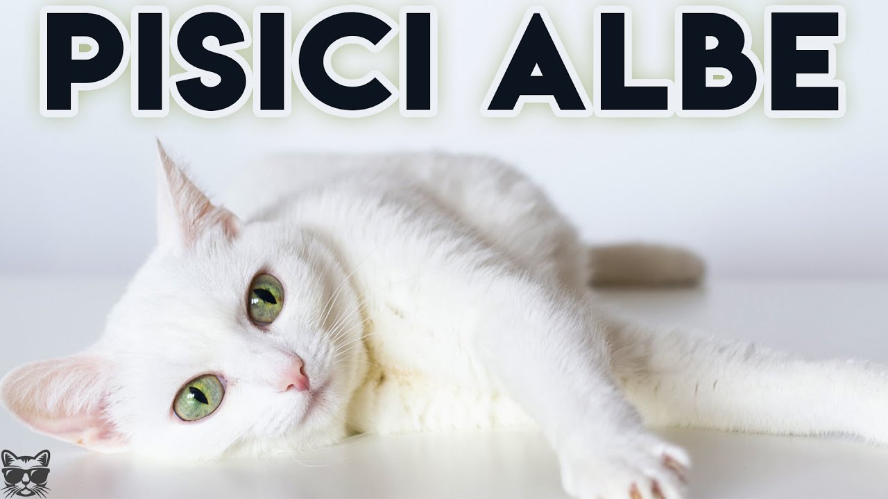 Pisici Albe - Frumoase Dar Sensibile