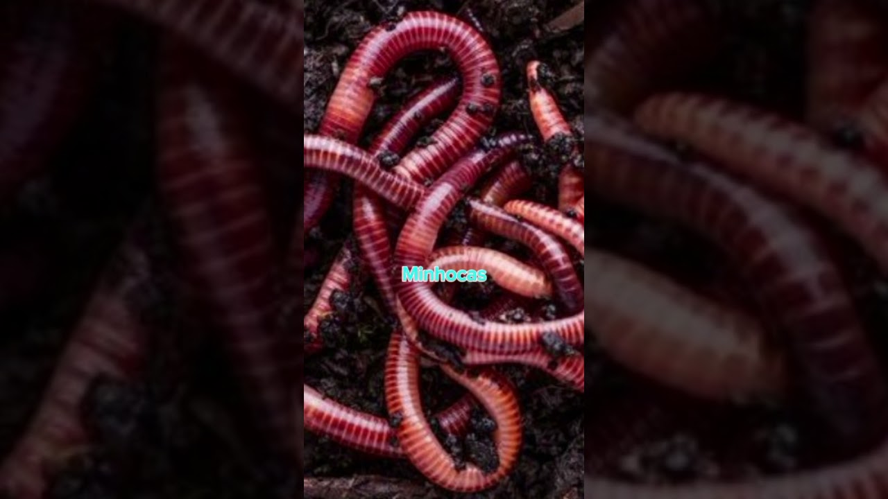 Melhores iscas para pescar Tilápia em (Pesqueiros)