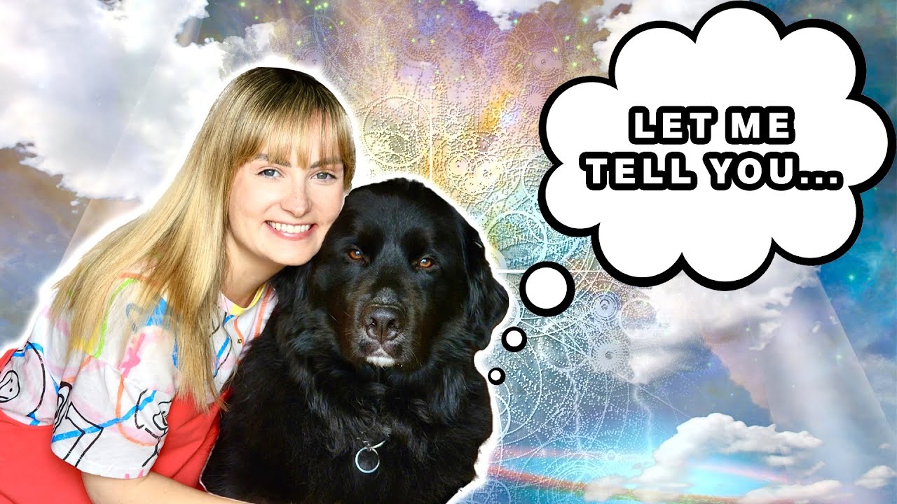 Я поговорил со своей собакой-поводырем через коммуникатор для животных!