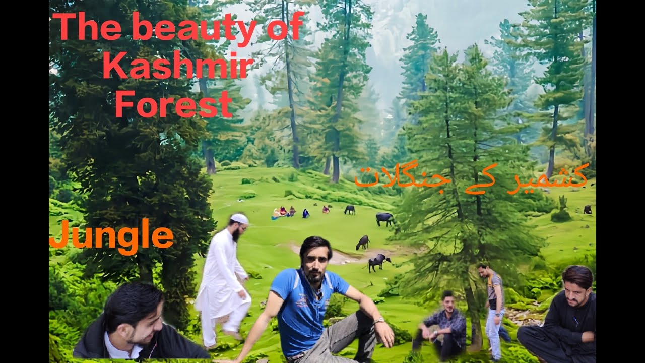 Kashmir forest and mountain beauty.