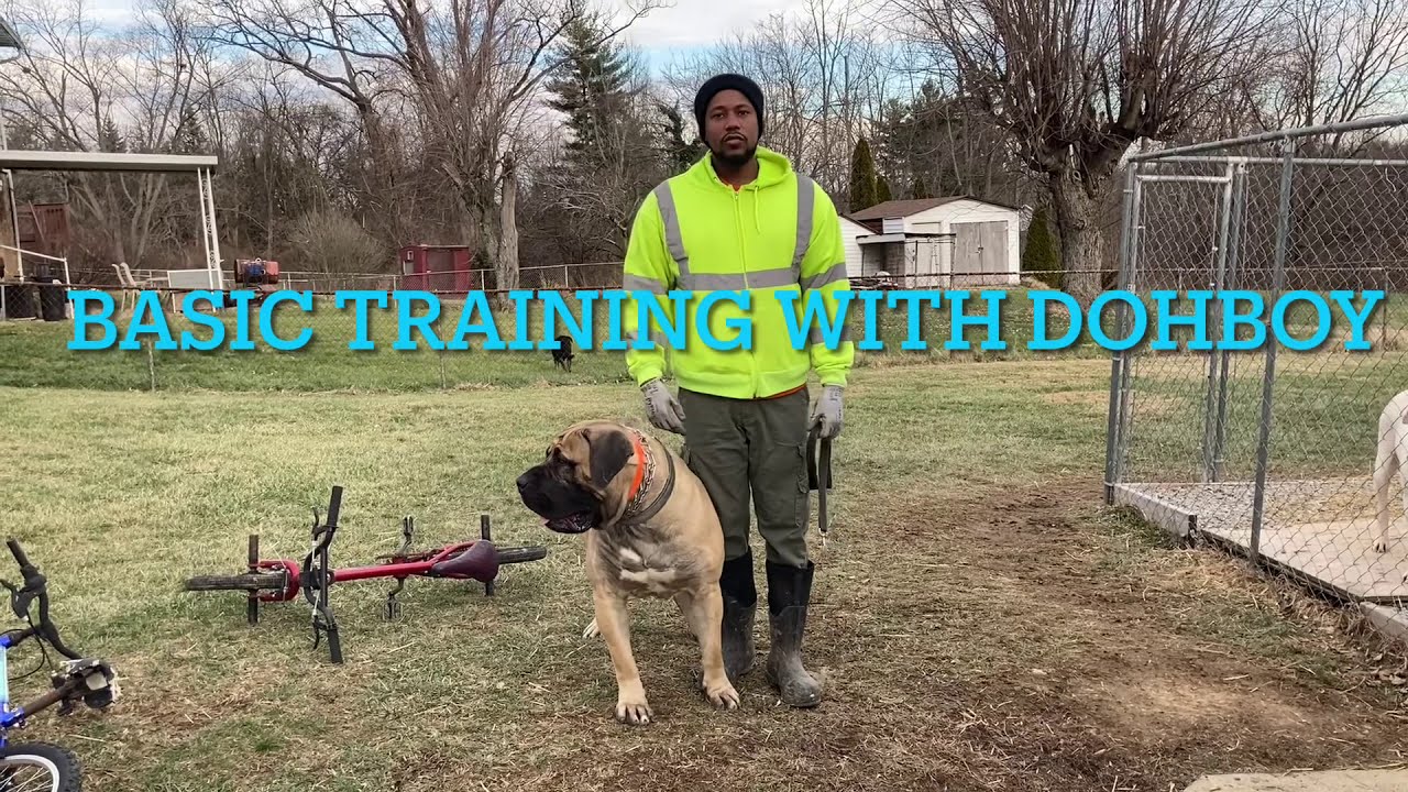 (Boerboel) DohBoy’s basic training