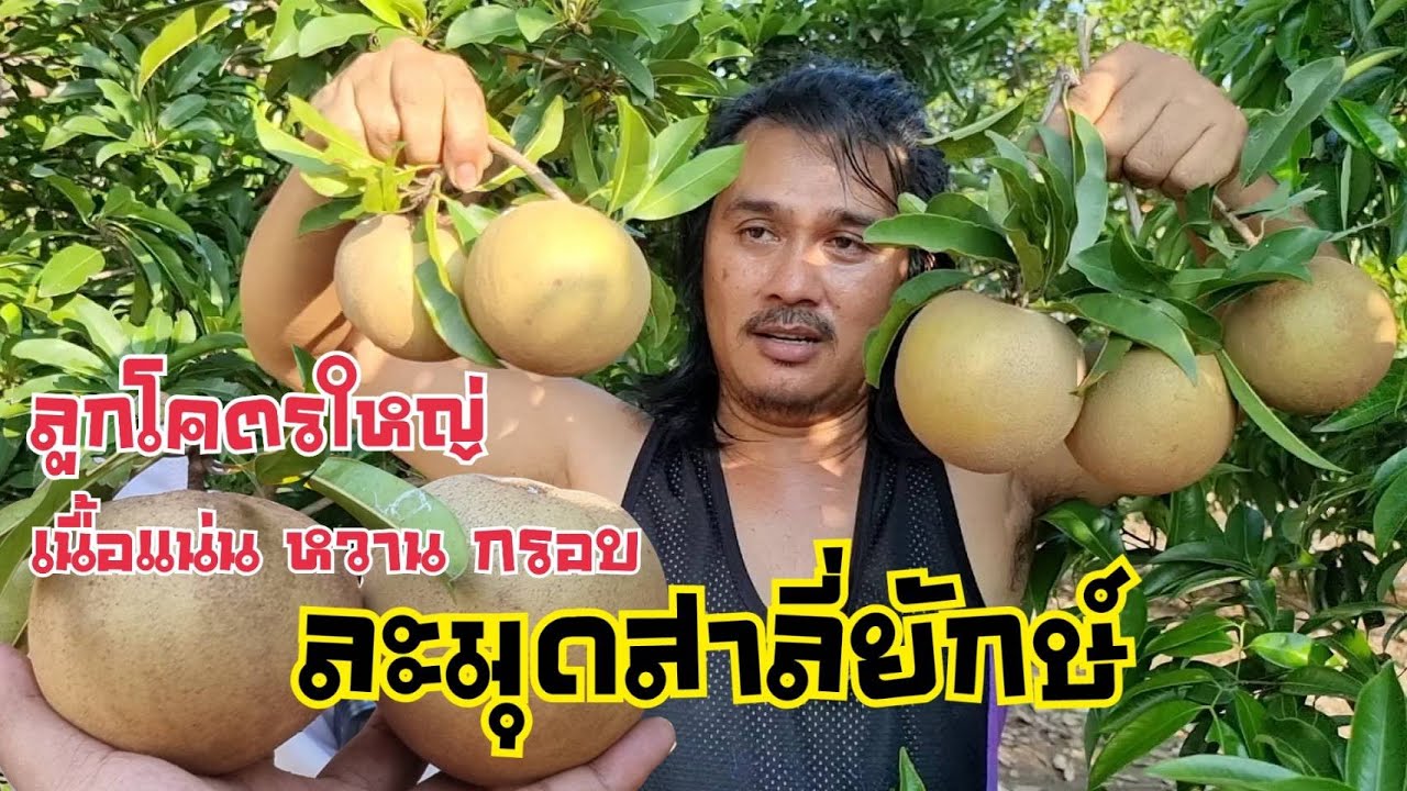 ละมุดยักษ์ ละมุดสาลี่ เนื้อแน่นหวานกรอบ ปลูกที่บ้านสวนวาสนาดี : เกษตรผสมผสาน EP.170
