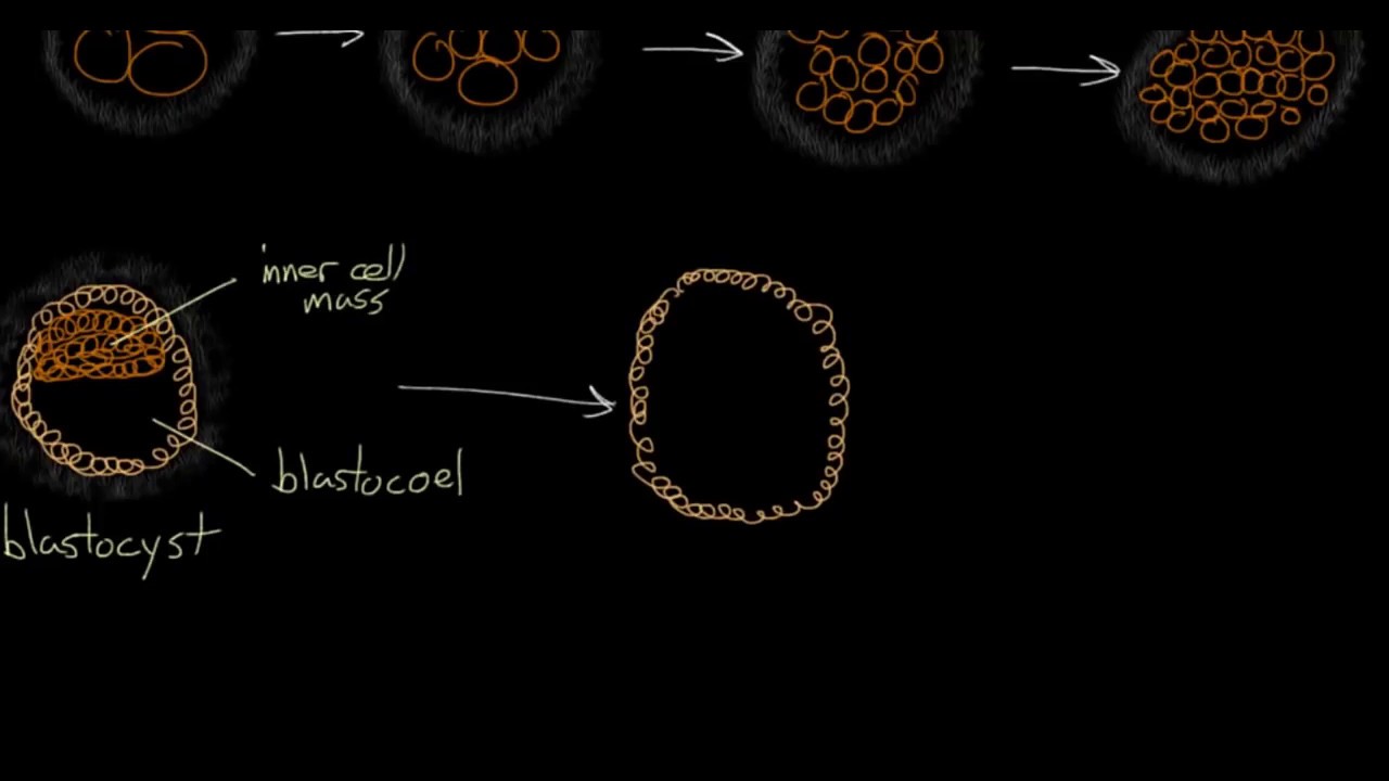 Segmentación, blastulación, gastrulación y neurulación - Khan Academy - Audio rioplatense.