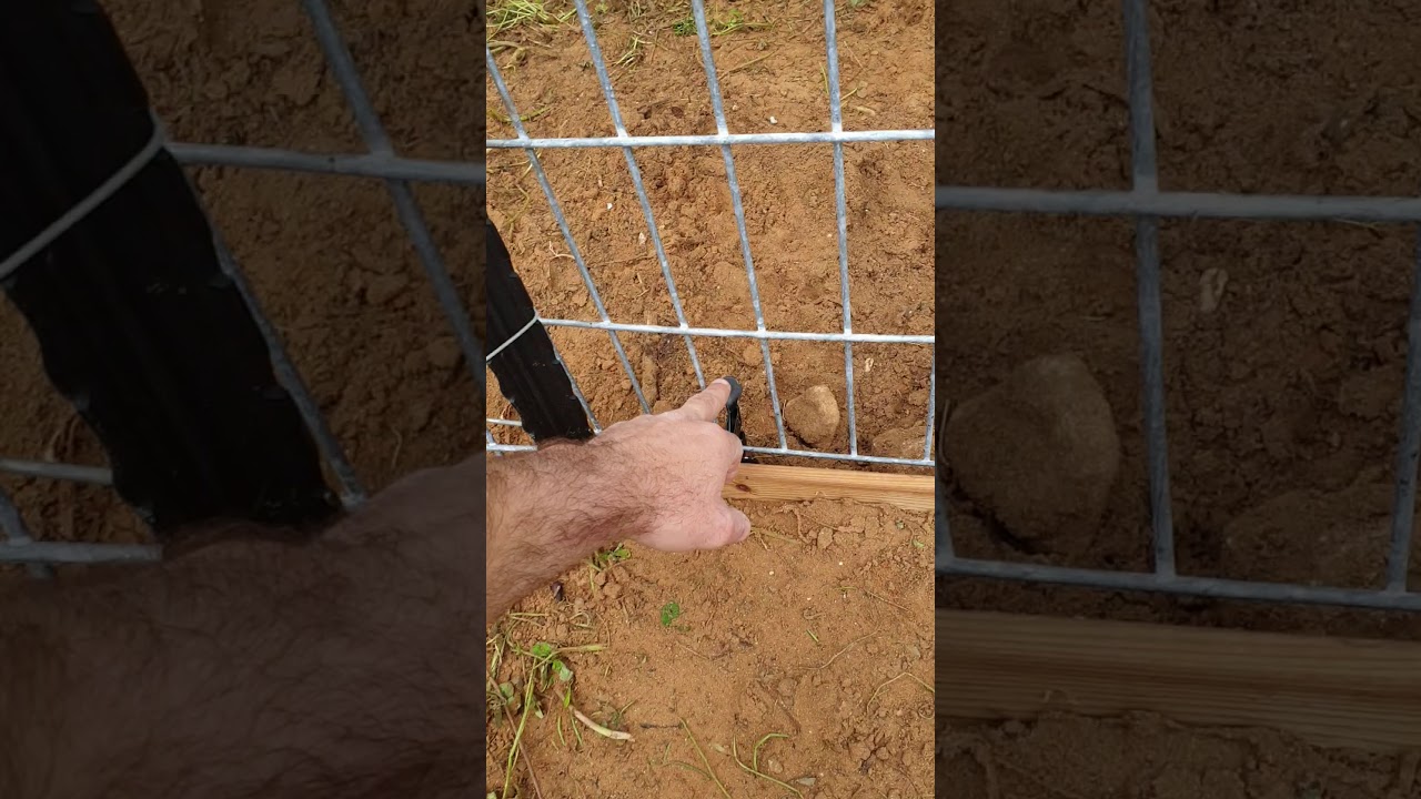 Missy trap for big and skittish dogs