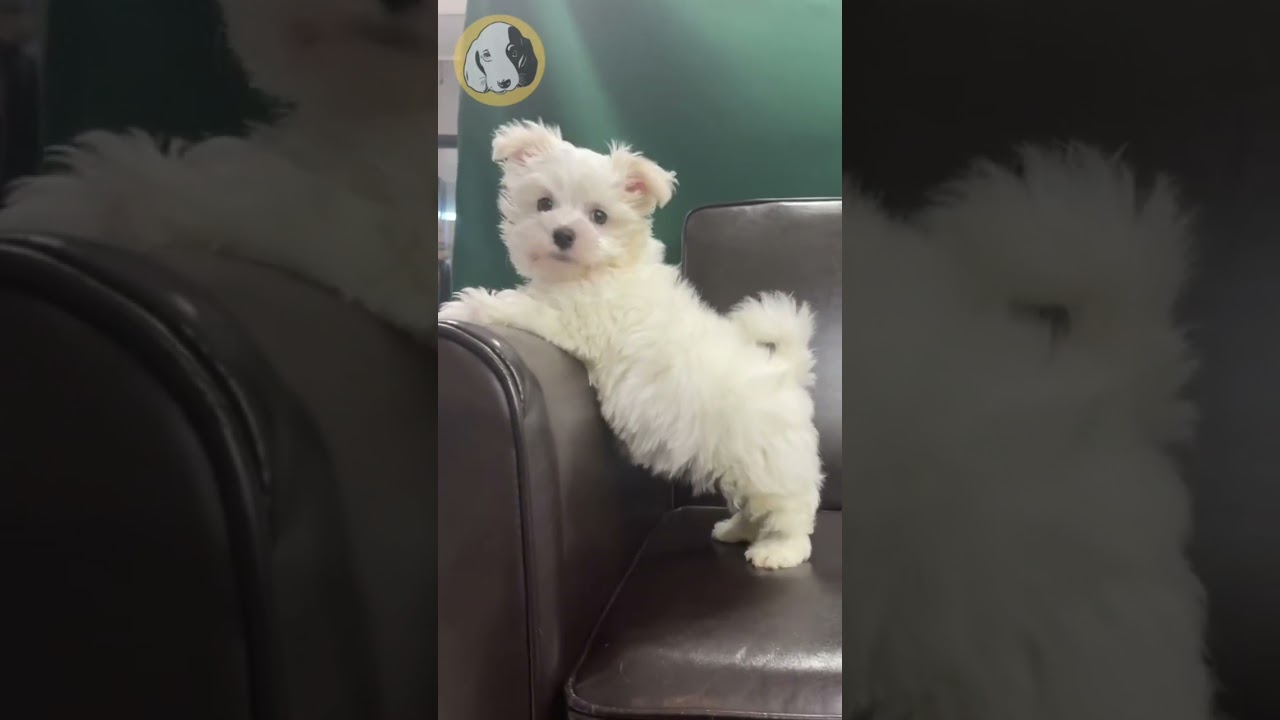 Learn About The Maltese Puppy!