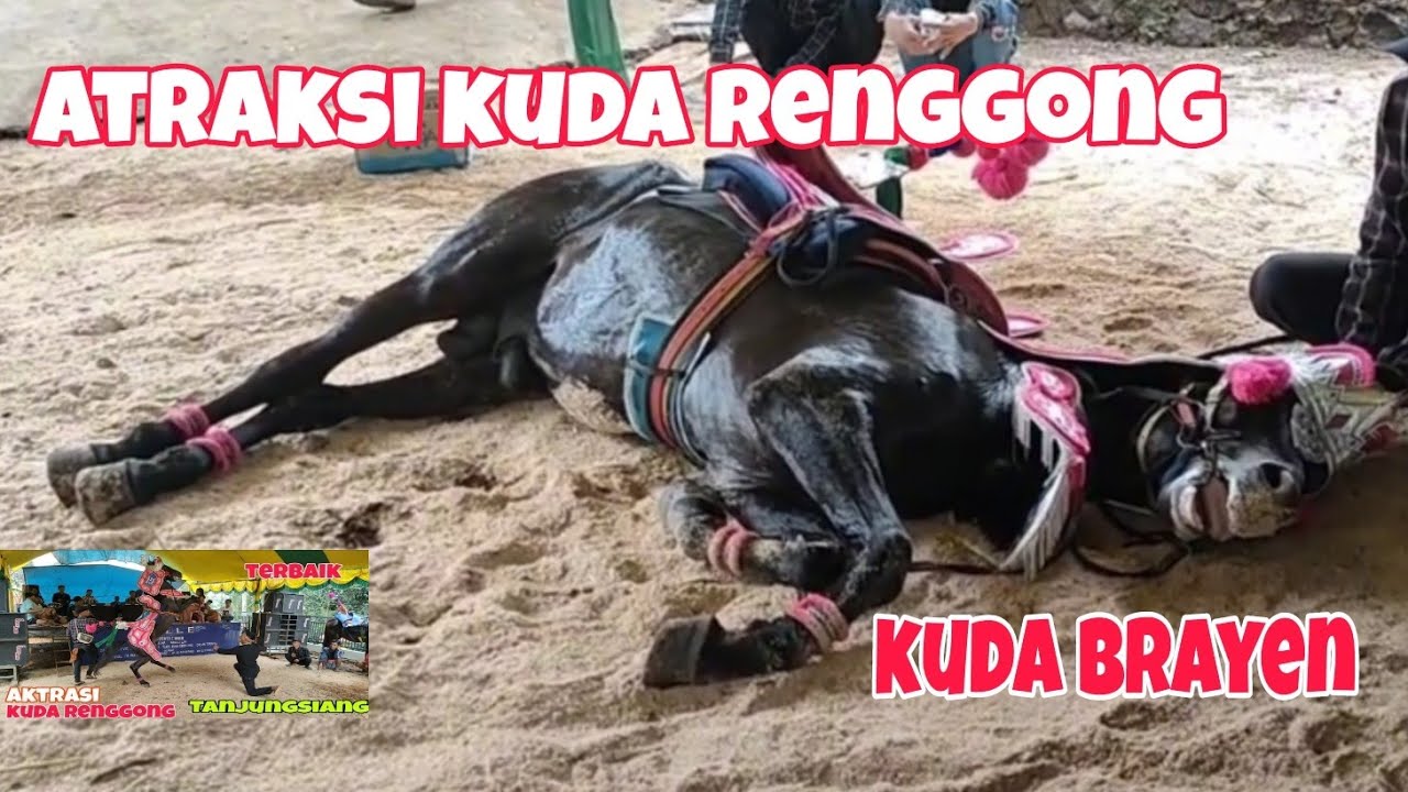 kuda renggong aktrasi kuda renggong kuda silat Brayen horse dancing Indonesia the best in the world