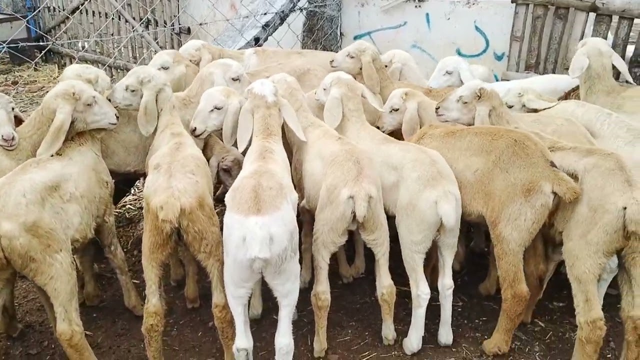 பண்ணை வளர்ப்புக்கு ஏற்ற அருமையான கிடா குட்டிகள் அல் அமீன் கோட் ஃபார்ம்தாராபுரம் 📞:8608 211 284 