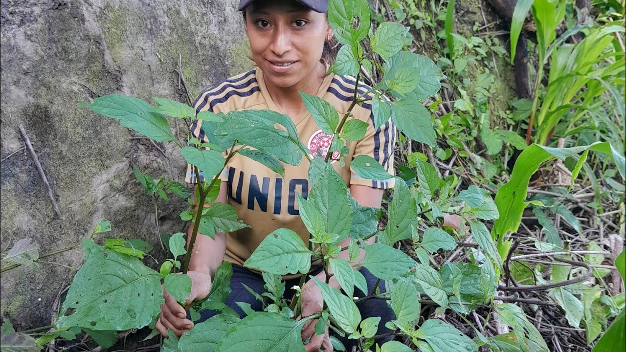Cortando Hierva mora