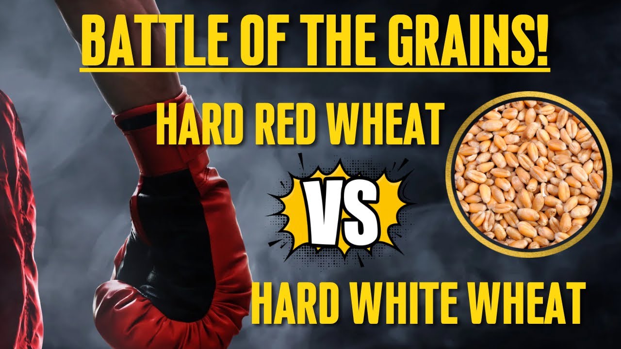 Differences Between Hard Red Wheat & Hard White Wheat | Which Wheat is Best?