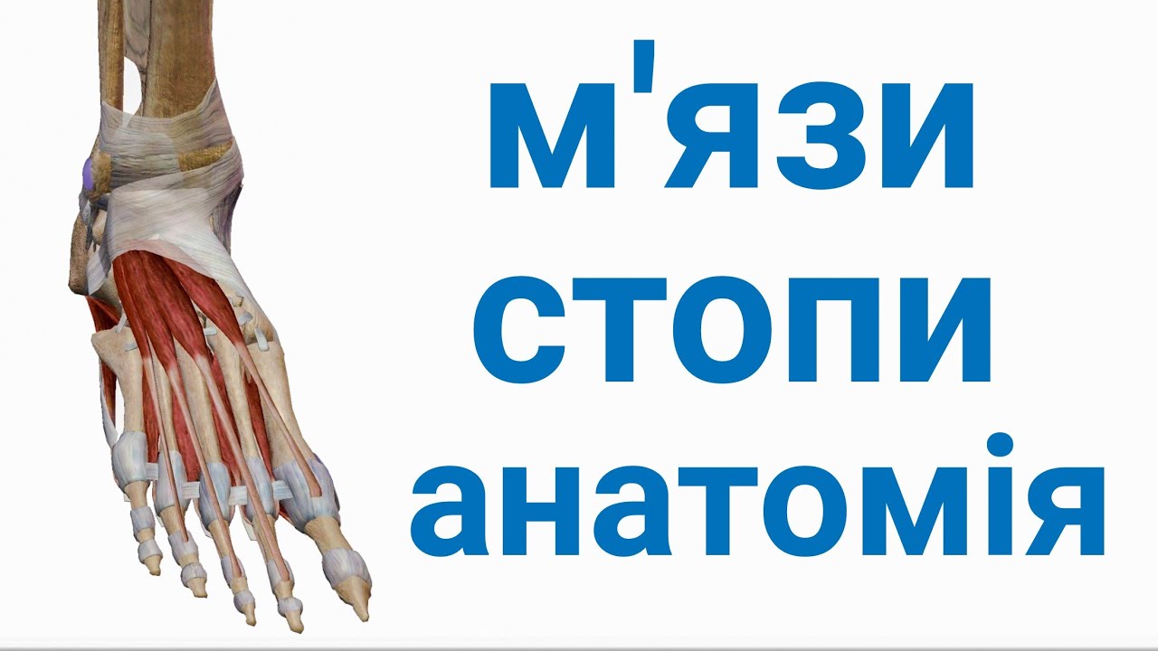 М'язи стопи анатомія