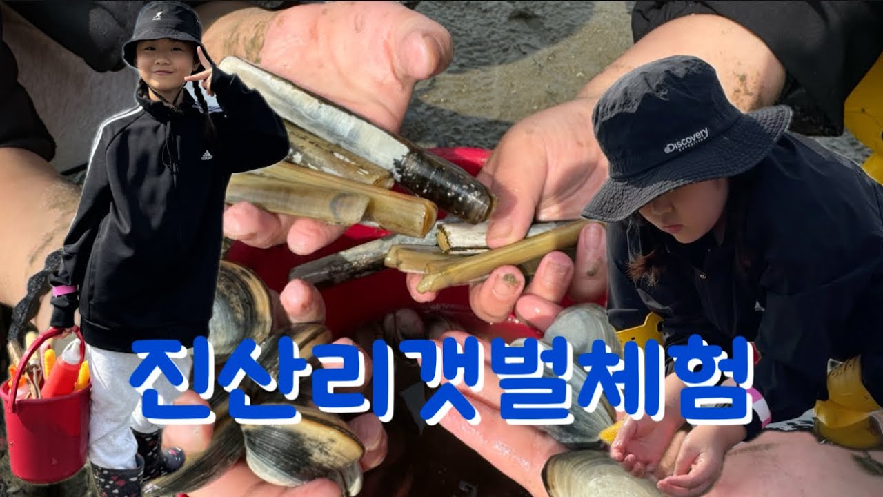 맛조개랑 동죽 이렇게 하면 잘 잡혀요! #갯벌체험 #진산리갯벌체험장 #맛조개 #동죽