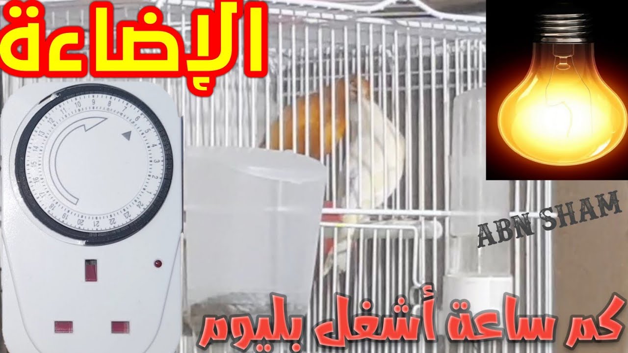 الإضاءة المناسبة للانتاج وكم ساعة يجب عليك ان تشغل الإضاءة للطيور بعض الملاحظات المهمة للمبتدأيين