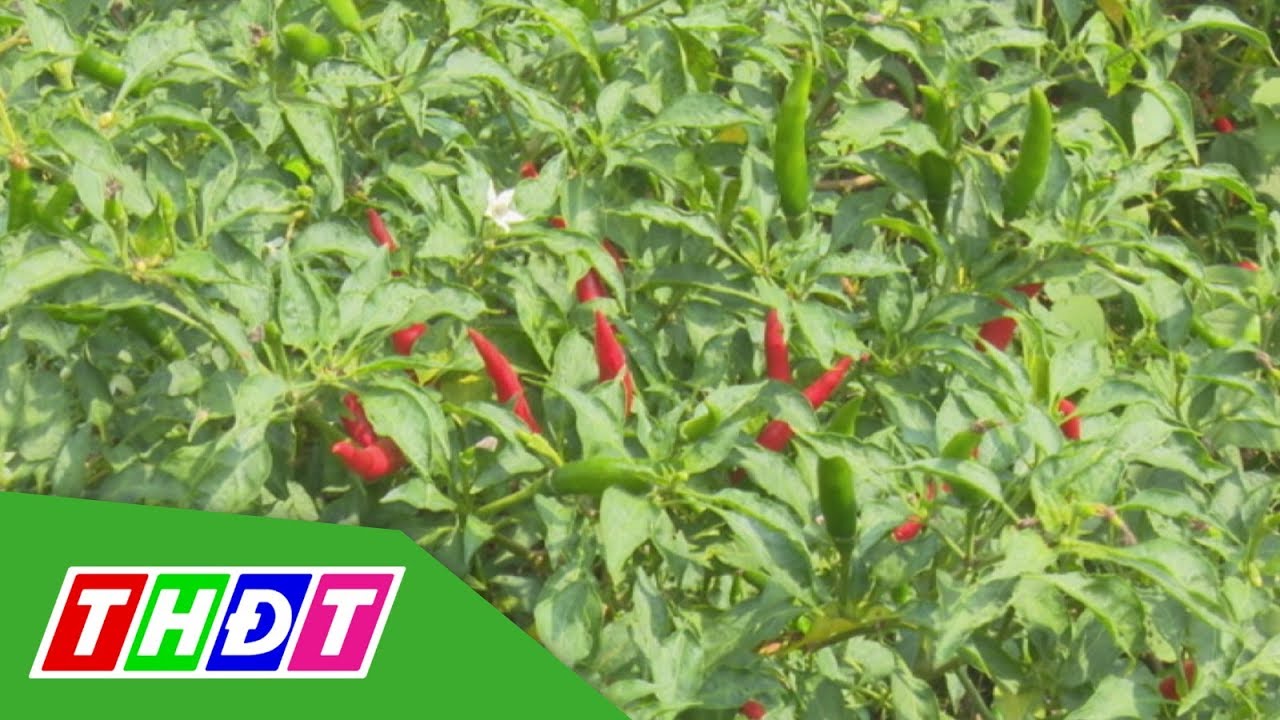 Phòng trừ bệnh hại trên cây ớt | Khuyến nông | THDT