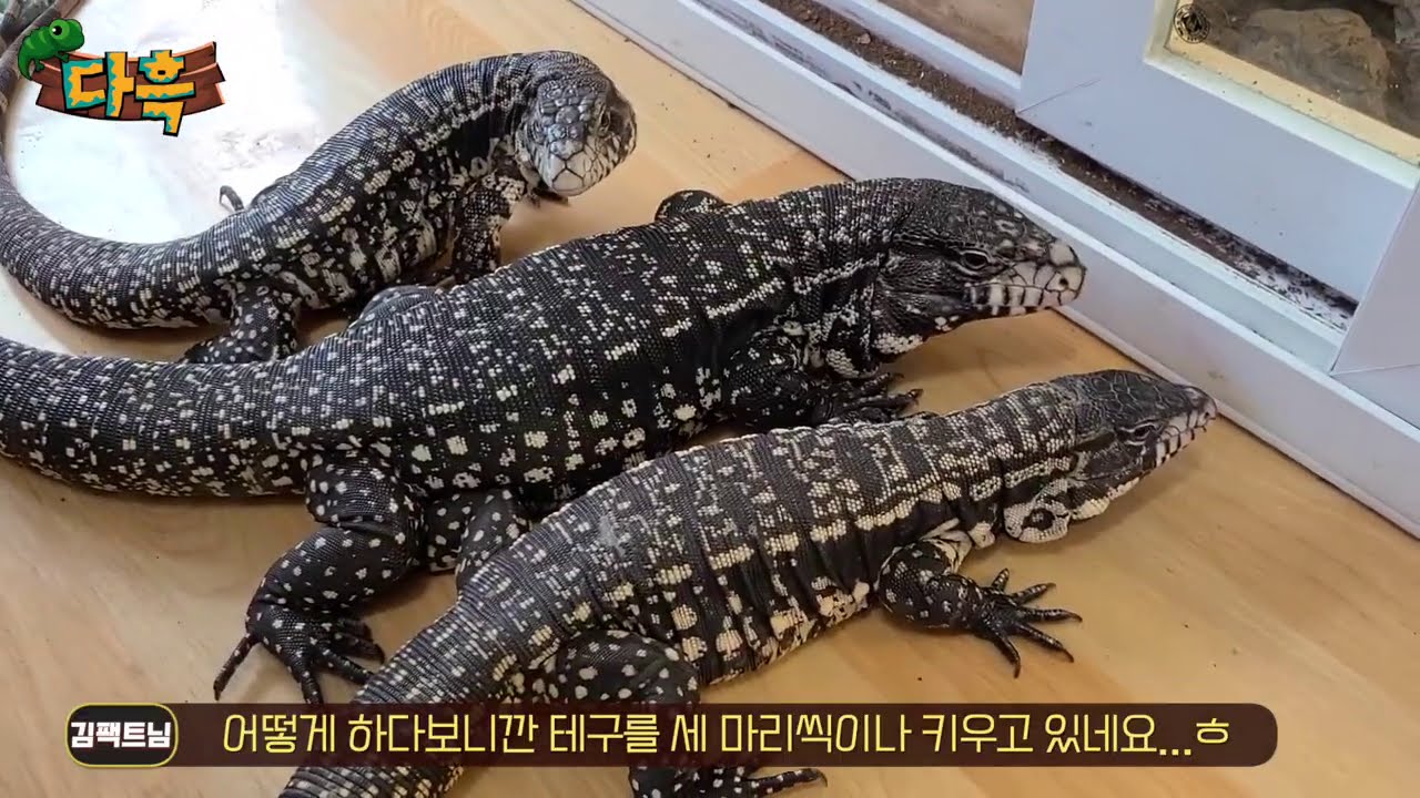 마니아끼리 결혼하면 생기는일 ㅋㅋㅋㅋ 신혼부부의 집이 전부다 도마뱀입니다
