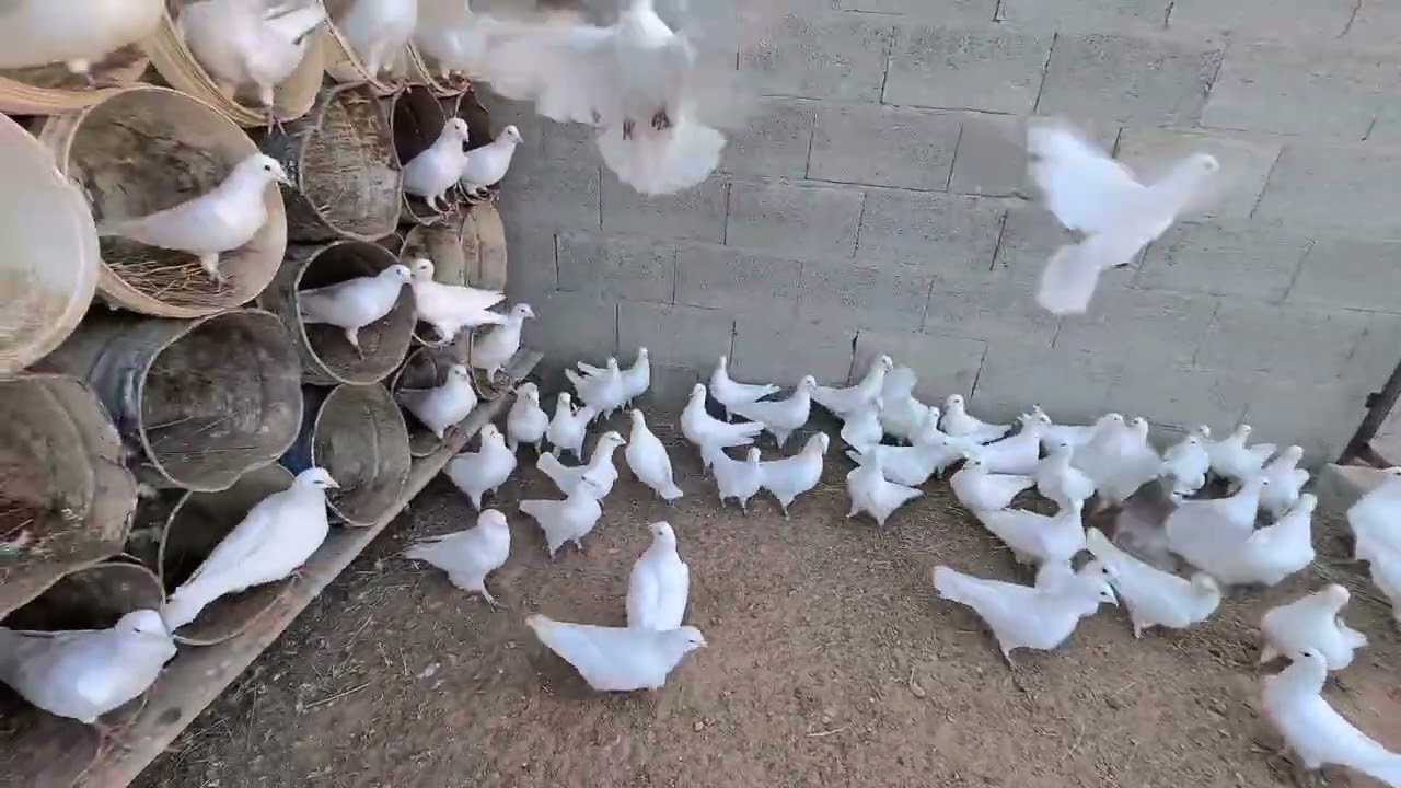 علاج للديدان للحمام والدجاج👍