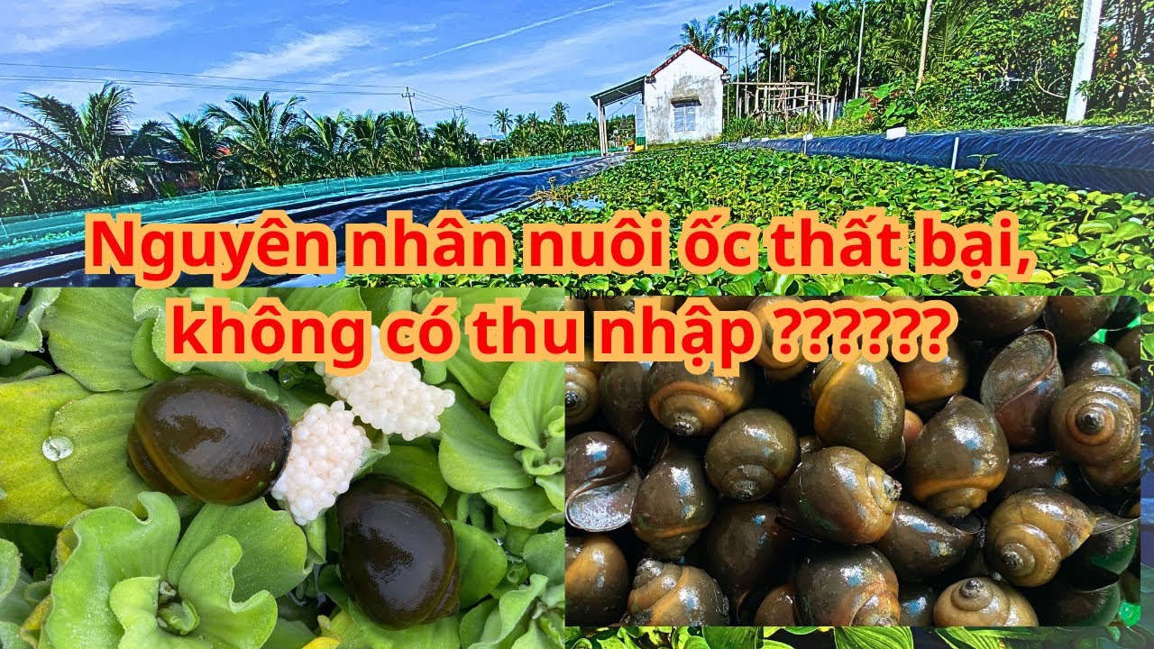 Người nuôi ốc thất bại không có kinh tế