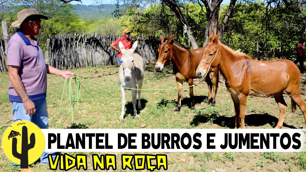 [VIDA NA ROÇA] Zé Damião nos mostrou o seu PLANTEL de BURROS e JUMENTOS - Parte 02 🌵