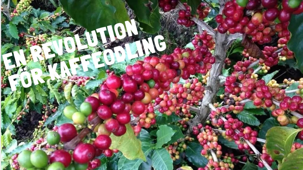 F1 Hybrider inom Kaffe - En Revolution för Kaffeodling