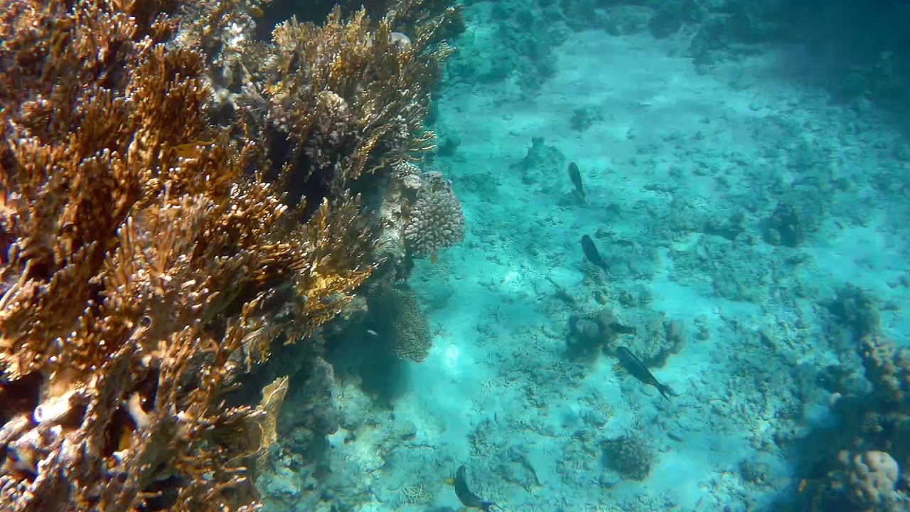 coral barrier...sub camera