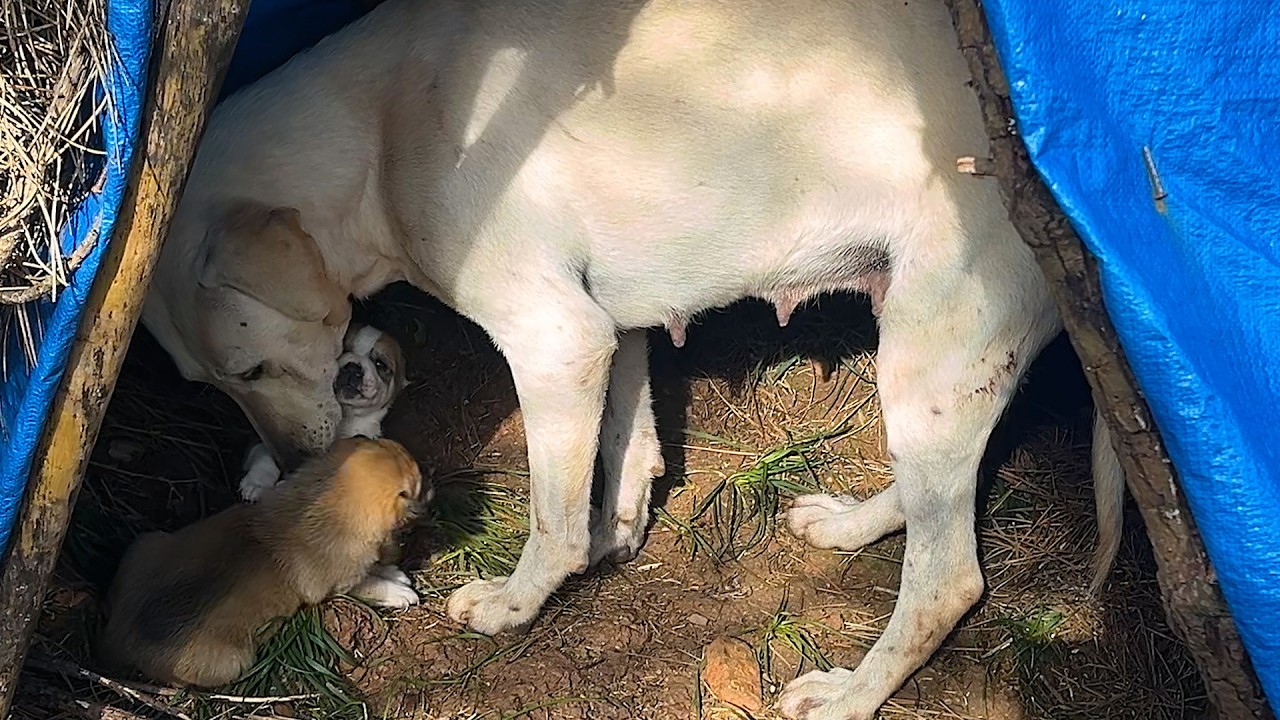 Acılı Anne Köpek, Başka Yavruların Koruyucusu Oldu