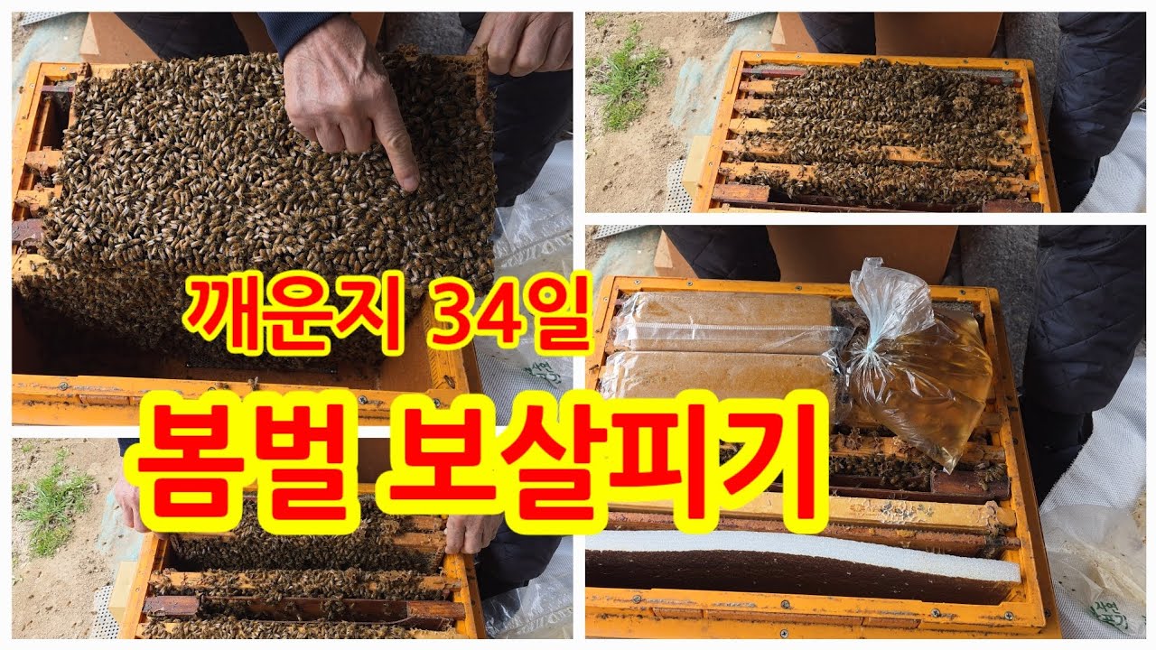 봄벌 2차 보살피기 봄벌 깨운지 34일 입니다.