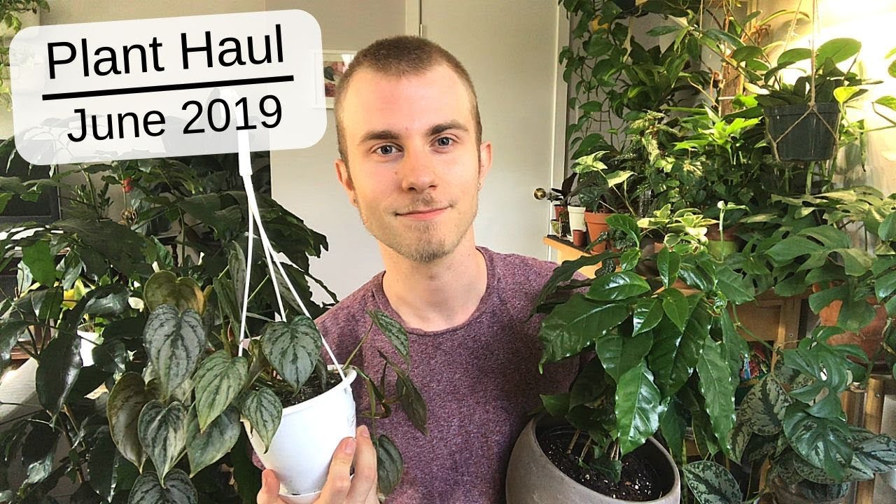 Houseplant Haul | June 2019
